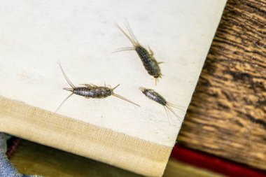 Thermobia domestica. Haşere kitaplar ve Gazeteler. Lepismatidae kağıt üzerinde - gümüş balık besleme böcek