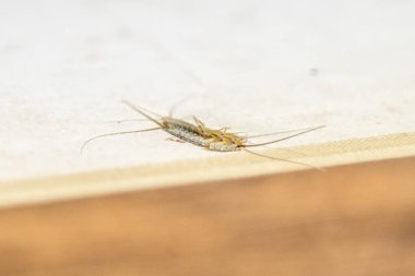 Thermobia domestica. Haşere kitaplar ve Gazeteler. Lepismatidae kağıt üzerinde - gümüş balık besleme böcek