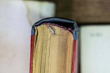 Thermobia domestica. Haşere kitaplar ve Gazeteler. Lepismatidae kağıt üzerinde - gümüş balık besleme böcek