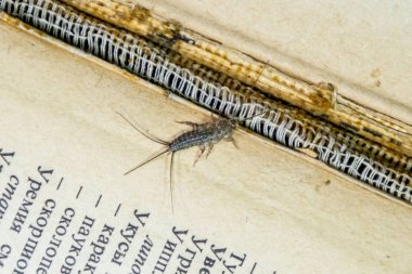 Thermobia domestica. Haşere kitaplar ve Gazeteler. Lepismatidae kağıt üzerinde - gümüş balık besleme böcek