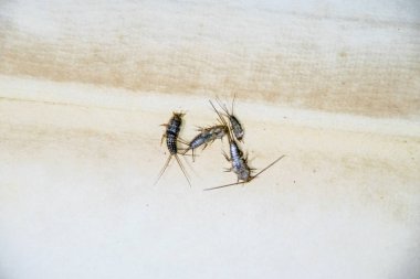 Thermobia domestica. Haşere kitaplar ve Gazeteler. Lepismatidae kağıt üzerinde - gümüş balık besleme böcek