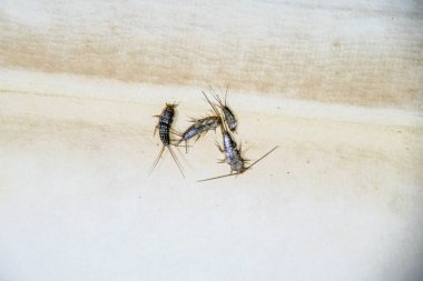 Thermobia domestica. Haşere kitaplar ve Gazeteler. Lepismatidae kağıt üzerinde - gümüş balık besleme böcek