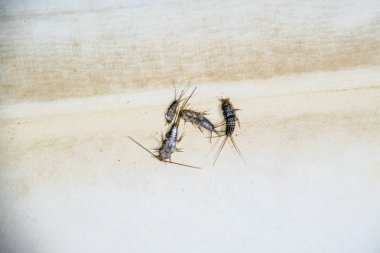 Thermobia domestica. Haşere kitaplar ve Gazeteler. Lepismatidae kağıt üzerinde - gümüş balık besleme böcek