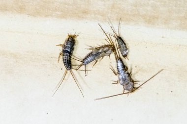 Thermobia domestica. Haşere kitaplar ve Gazeteler. Lepismatidae kağıt üzerinde - gümüş balık besleme böcek