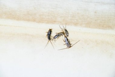 Thermobia domestica. Haşere kitaplar ve Gazeteler. Lepismatidae kağıt üzerinde - gümüş balık besleme böcek