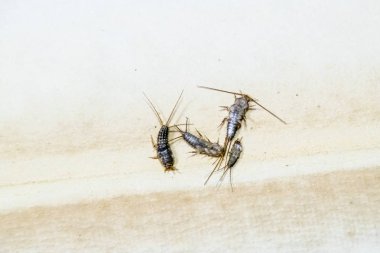 Thermobia domestica. Haşere kitaplar ve Gazeteler. Lepismatidae kağıt üzerinde - gümüş balık besleme böcek