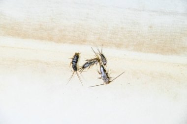 Thermobia domestica. Haşere kitaplar ve Gazeteler. Lepismatidae kağıt üzerinde - gümüş balık besleme böcek