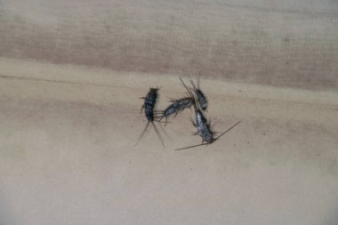 Thermobia domestica. Haşere kitaplar ve Gazeteler. Lepismatidae kağıt üzerinde - gümüş balık besleme böcek