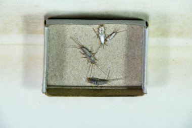 Thermobia domestica. Haşere kitaplar ve Gazeteler. Lepismatidae kağıt üzerinde - gümüş balık besleme böcek