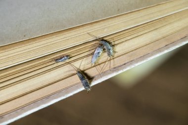 Thermobia domestica. Haşere kitaplar ve Gazeteler. Lepismatidae kağıt üzerinde - gümüş balık besleme böcek