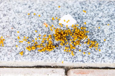 Genç örümcekler, yumurtadan yumurta yuvada üzerinden. Yeni doğan kolonisi