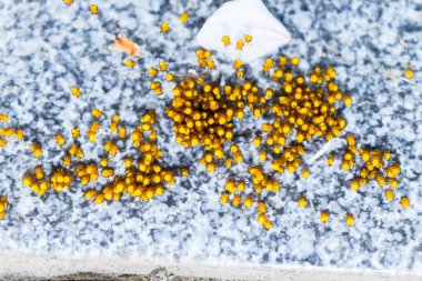 Genç örümcekler, yumurtadan yumurta yuvada üzerinden. Yeni doğan kolonisi