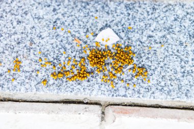 Genç örümcekler, yumurtadan yumurta yuvada üzerinden. Yeni doğan kolonisi