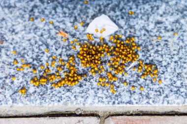 Genç örümcekler, yumurtadan yumurta yuvada üzerinden. Yeni doğan kolonisi