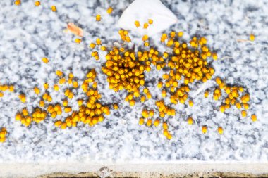 Genç örümcekler, yumurtadan yumurta yuvada üzerinden. Yeni doğan kolonisi