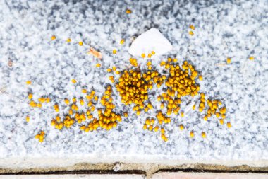 Genç örümcekler, yumurtadan yumurta yuvada üzerinden. Yeni doğan kolonisi