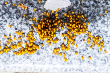 Genç örümcekler, yumurtadan yumurta yuvada üzerinden. Yeni doğan kolonisi