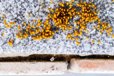 Genç örümcekler, yumurtadan yumurta yuvada üzerinden. Yeni doğan kolonisi