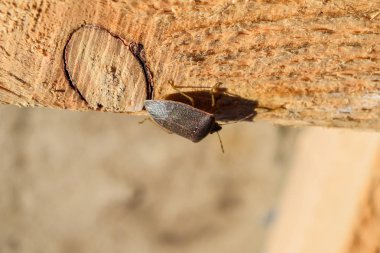Tahta tahtadaki koku. Kahverengi böcek.