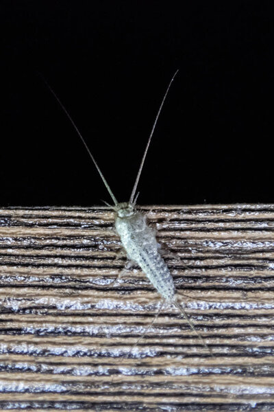 Серебряная рыба на краю деревянной доски. Пешеходные книги и газеты. Кормление насекомых на бумаге - серебристая рыба
