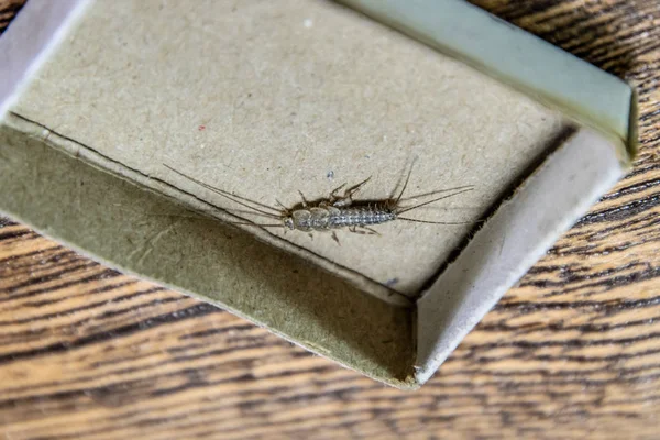 Kibrit kutusunda gümüş balığı. Haşere kitapları ve gazeteleri. Kağıt üzerinde böcek besleme - gümüş balığı