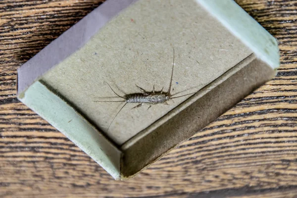 Kibrit kutusunda gümüş balığı. Haşere kitapları ve gazeteleri. Kağıt üzerinde böcek besleme - gümüş balığı