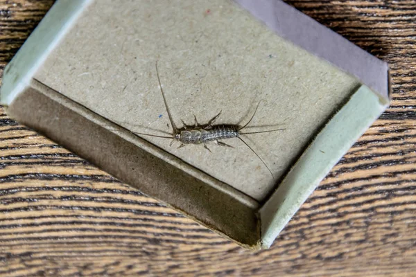 Silverfish in a matchbox. Pest books and newspapers. Insect feeding on paper - silverfish — Stock Photo, Image