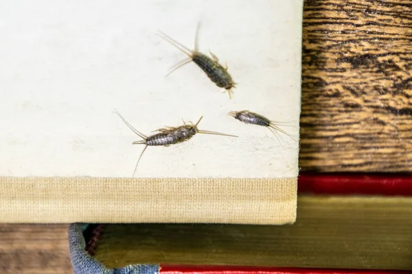 thermobia, zararlı kitaplar ve Gazeteler. Kağıt üzerinde - gümüş balık, thermobia besleme böcek