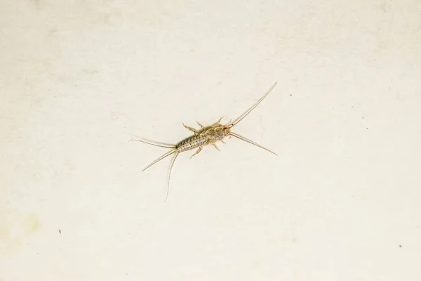 Thermobia, Pest books and newspapers. Insect feeding on paper - silverfish, thermobia — Stock Photo, Image