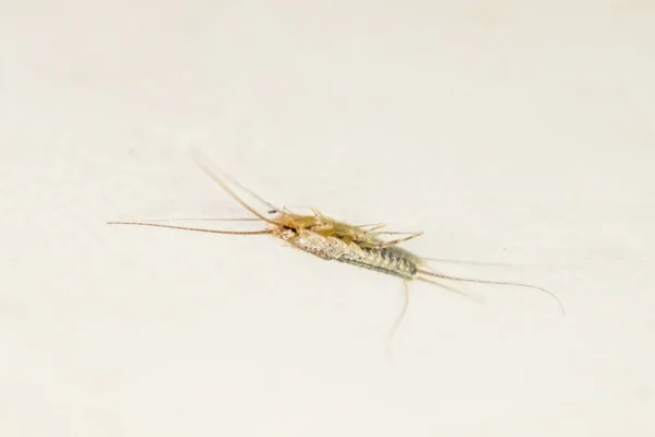 Thermobia, Pest books and newspapers. Insect feeding on paper - silverfish, thermobia — Stock Photo, Image