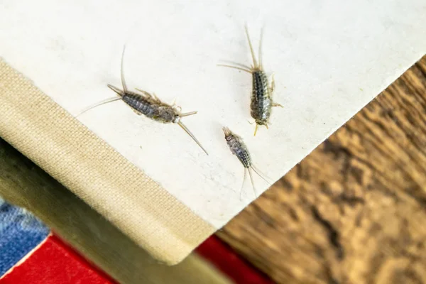 Thermobia domestica. Haşere kitaplar ve Gazeteler. Lepismatidae kağıt üzerinde - gümüş balık besleme böcek — Stok fotoğraf