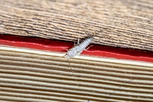 Termobia domestica. Livros de pragas e jornais. Lepismatidae Insetos que se alimentam de papel - silverfish — Fotografia de Stock