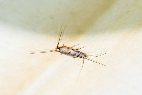 Thermobia domestica. Pest books and newspapers. Lepismatidae Insect feeding on paper - silverfish — Stock Photo, Image