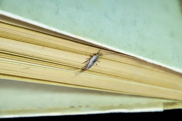 Thermobia domestica. Schädlingsbekämpfung Bücher und Zeitungen. lepismatidae Insekt ernährt sich von Papier - Silberfische — Stockfoto