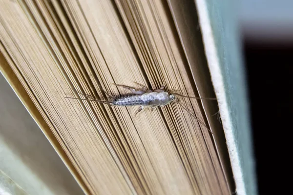 Thermobia domestica. Pest books and newspapers. Lepismatidae Insect feeding on paper - silverfish — Stock Photo, Image