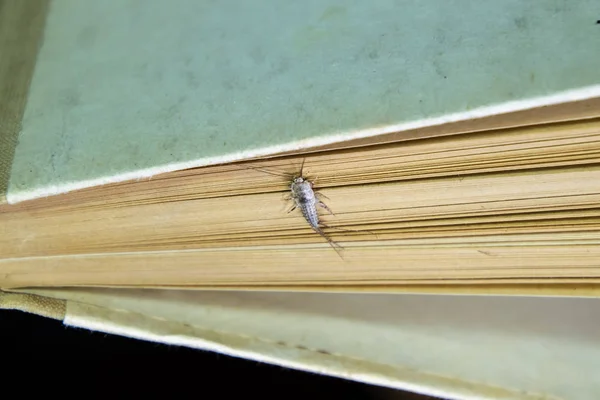 Thermobia domestica. Pest books and newspapers. Lepismatidae Insect feeding on paper - silverfish — Stock Photo, Image