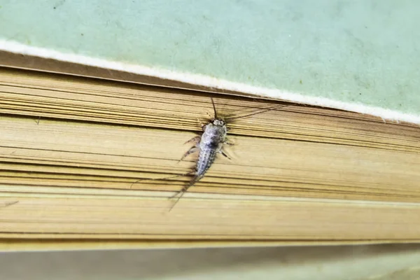 Thermobia domestica. Pest books and newspapers. Lepismatidae Insect feeding on paper - silverfish — Stock Photo, Image