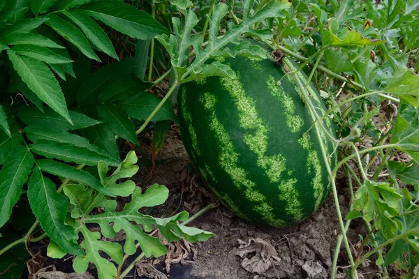 The tumbuh air-melon di lapangan — Stok Foto
