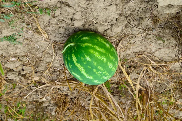 Semangka, dipetik dari kebun, tergeletak di tanah . — Stok Foto