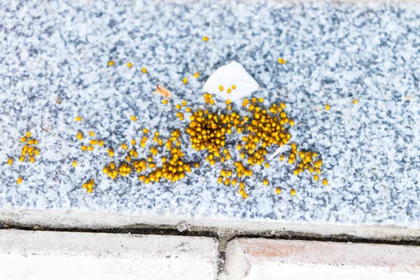 Aranhas jovens, eclodidas de ovos no ninho. Colônia de recém-nascido — Fotografia de Stock