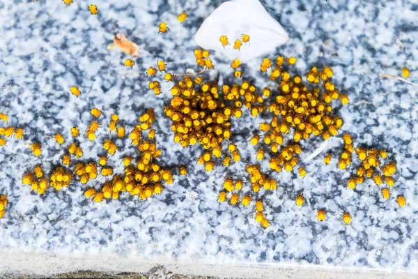 Genç örümcekler, yumurtadan yumurta yuvada üzerinden. Yeni doğan kolonisi