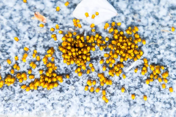 Genç örümcekler, yumurtadan yumurta yuvada üzerinden. Yeni doğan kolonisi