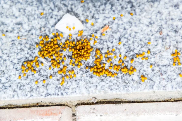 Genç örümcekler, yumurtadan yumurta yuvada üzerinden. Yeni doğan kolonisi