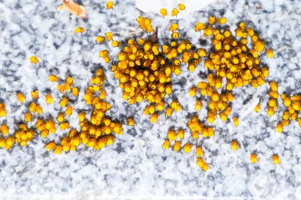 Genç örümcekler, yumurtadan yumurta yuvada üzerinden. Yeni doğan kolonisi