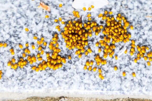 Aranhas jovens, eclodidas de ovos no ninho. Colônia de recém-nascido — Fotografia de Stock