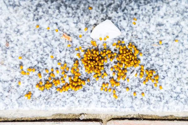 Genç örümcekler, yumurtadan yumurta yuvada üzerinden. Yeni doğan kolonisi