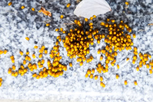 Genç örümcekler, yumurtadan yumurta yuvada üzerinden. Yeni doğan kolonisi