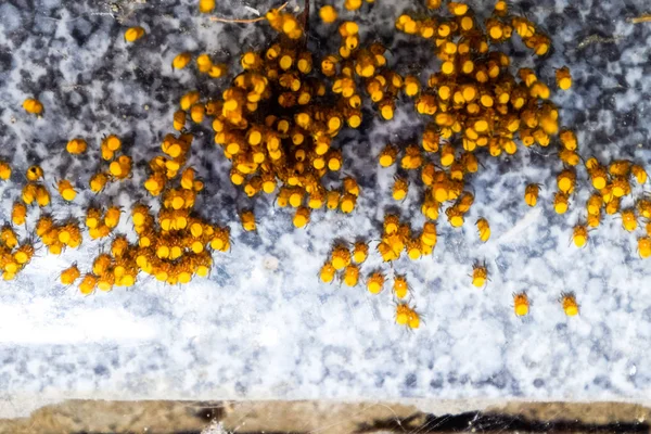 Young spiders, hatched from eggs in the nest. Colony of newborn