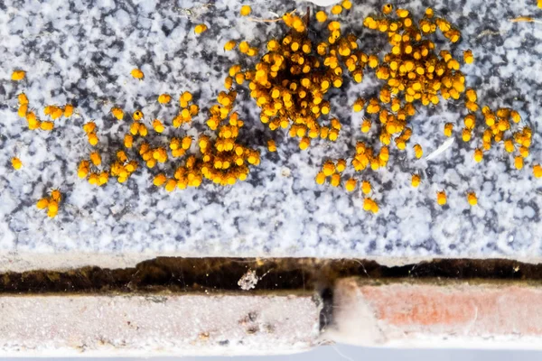 Genç örümcekler, yumurtadan yumurta yuvada üzerinden. Yeni doğan kolonisi