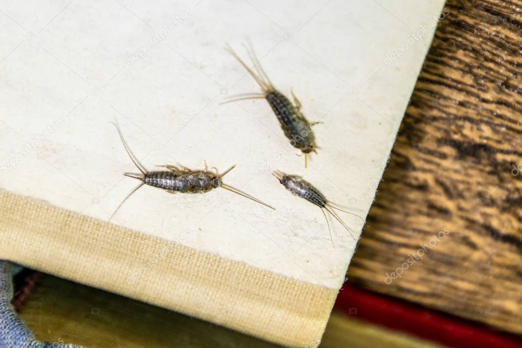 Thermobia domestica. Pest books and newspapers. Lepismatidae Insect feeding on paper - silverfish